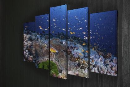 Anemon And Anthias 5 Split Panel Canvas (Type: Standard Framed Canvas Print (Split-Panel), size: 64" x 32" / 162cm x 85cm (Approx))